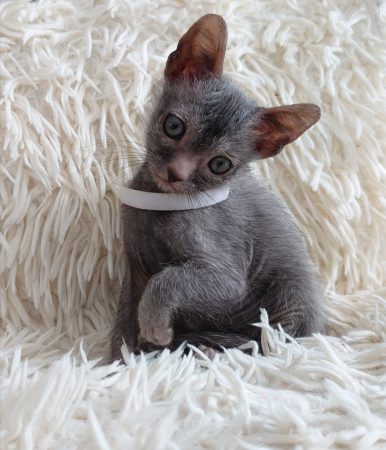 Image de la portée de chaton de l'élévage LES SPHYNX DE SOPHIE