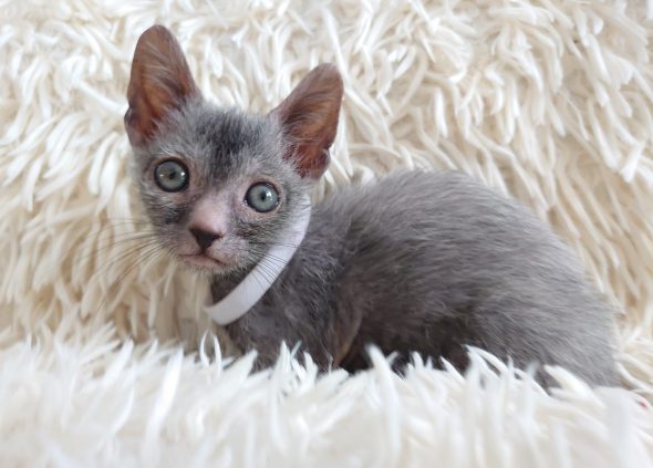 Image de la portée de chaton de l'élévage LES SPHYNX DE SOPHIE