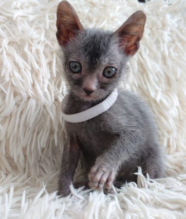 Image de la portée de chaton de l'élévage LES SPHYNX DE SOPHIE
