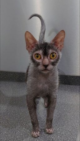 Image de la portée de chaton de l'élévage LES SPHYNX DE SOPHIE