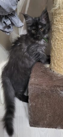 Image de la portée de chaton de l'élévage CHATTERIE DES FELINS 70