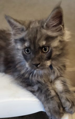 Image de la portée de chaton de l'élévage CHATTERIE DES FELINS 70