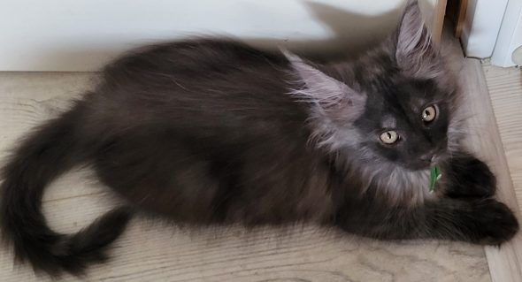 Image de la portée de chaton de l'élévage CHATTERIE DES FELINS 70