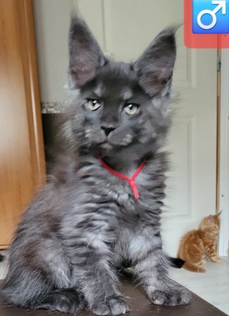Image de la portée de chaton de l'élévage CHATTERIE DES FELINS 70