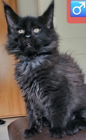 Image de la portée de chaton de l'élévage CHATTERIE DES FELINS 70