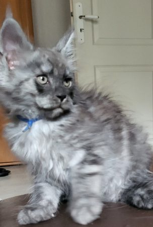 Image de la portée de chaton de l'élévage CHATTERIE DES FELINS 70