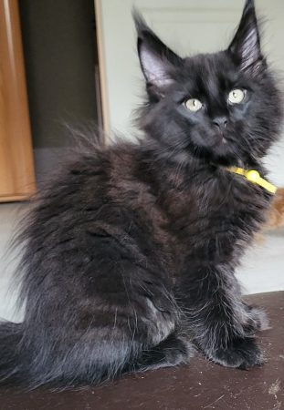 Image de la portée de chaton de l'élévage CHATTERIE DES FELINS 70