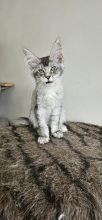Chatons de race Maine coon à vendre chez l'éleveur CHATTERIE DE SAM TI COON