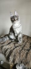 Chatons de race Maine coon à vendre chez l'éleveur CHATTERIE DE SAM TI COON