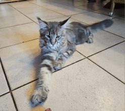 Chatons de race Maine coon à vendre chez l'éleveur SCEA D&rsquo;ANS