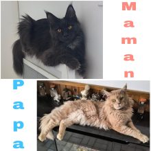 Chatons d'apparence Maine coon à vendre chez l'éleveur La Chatterie Les Coons Boréals