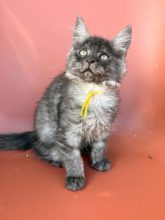 Chatons de race Maine coon à vendre chez l'éleveur BEAUTY WILD