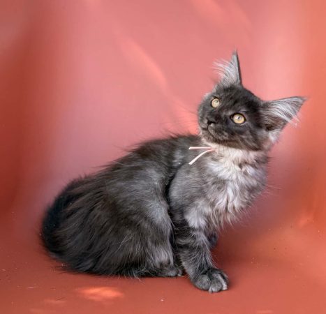 Image de la portée de chaton de l'élévage BEAUTY WILD