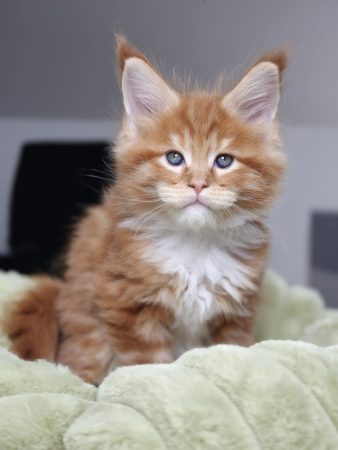 Image de la portée de chaton de l'élévage DE TILMIN&rsquo;FAR