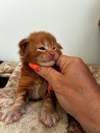 Image de la portée de chaton de l'élévage DES LYNX DU MISTRAL