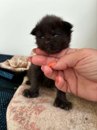 Image de la portée de chaton de l'élévage DES LYNX DU MISTRAL