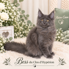 Chatons de race Maine coon à vendre chez l'éleveur LELOUP ISABELLE