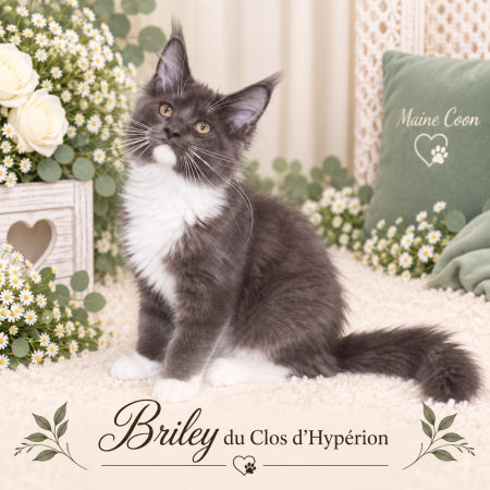 Image de la portée de chaton de l'élévage LELOUP ISABELLE