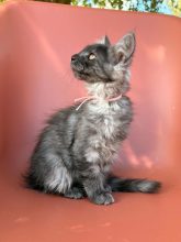 Chatons de race Maine coon à vendre chez l'éleveur BEAUTY WILD