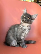 Chatons de race Maine coon à vendre chez l'éleveur BEAUTY WILD