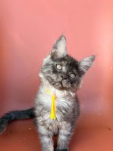 Chatons de race Maine coon à vendre chez l'éleveur BEAUTY WILD