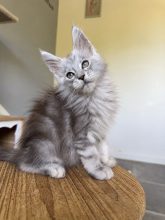 Chatons de race Maine coon à vendre chez l'éleveur DES SEPT LOTUS