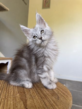 Image de la portée de chaton de l'élévage DES SEPT LOTUS