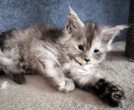 Chatons d'apparence Maine coon à vendre chez l'éleveur TAINON EMMANUELLE