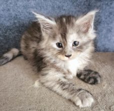 Chatons d'apparence Maine coon à vendre chez l'éleveur TAINON EMMANUELLE