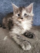Chatons d'apparence Maine coon à vendre chez l'éleveur TAINON EMMANUELLE