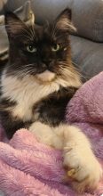 Chatons d'apparence Maine coon à vendre chez l'éleveur TAINON EMMANUELLE
