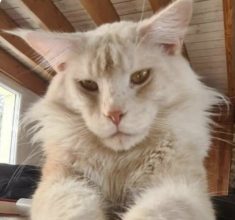 Chatons d'apparence Maine coon à vendre chez l'éleveur TAINON EMMANUELLE