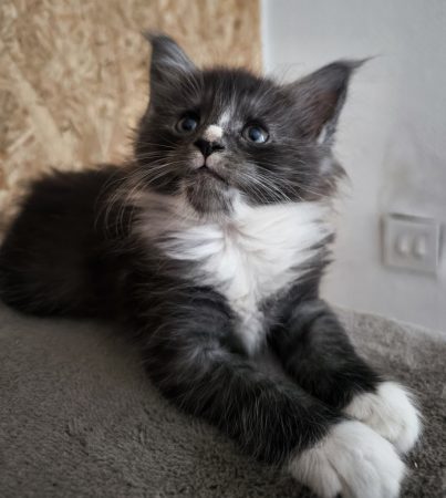 Image de la portée de chaton de l'élévage TAINON EMMANUELLE