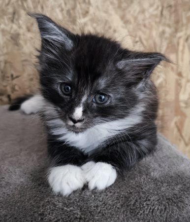 Image de la portée de chaton de l'élévage TAINON EMMANUELLE