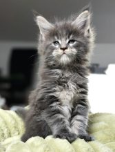 Chatons de race Maine coon à vendre chez l'éleveur DE TILMIN&rsquo;FAR