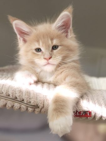 Image de la portée de chaton de l'élévage DE TILMIN&rsquo;FAR