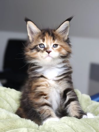 Image de la portée de chaton de l'élévage DE TILMIN&rsquo;FAR