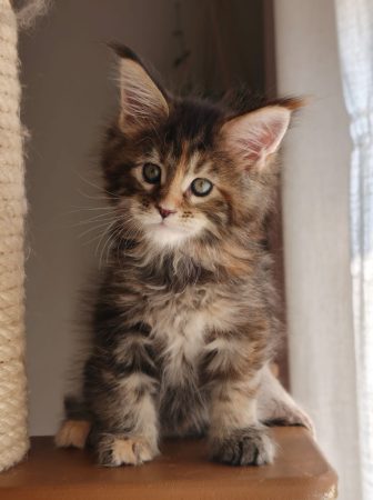 Image de la portée de chaton de l'élévage DE TILMIN&rsquo;FAR
