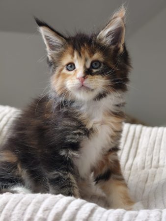 Image de la portée de chaton de l'élévage DE TILMIN&rsquo;FAR