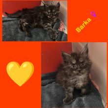 Chatons d'apparence Maine coon à vendre chez l'éleveur La Chatterie Les Coons Boréals