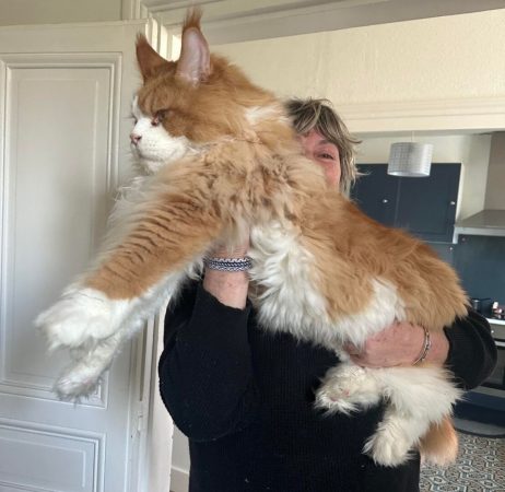 Image de la portée de chaton de l'élévage OF DARLING DOG