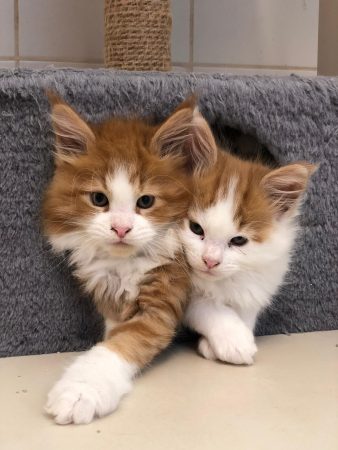 Image de la portée de chaton de l'élévage OF DARLING DOG