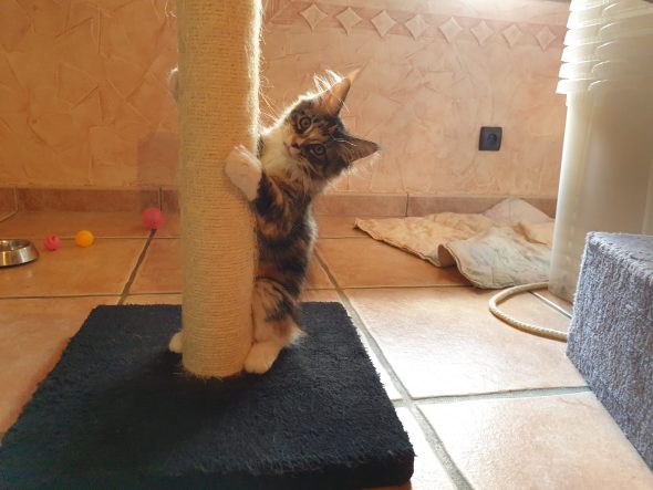 Image de la portée de chaton de l'élévage OF DARLING DOG