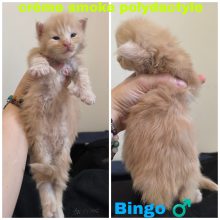 Chatons d'apparence Maine coon à vendre chez l'éleveur La Chatterie Les Coons Boréals