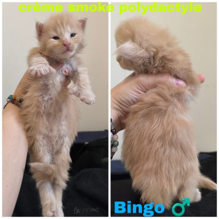 Image de la portée de chaton de l'élévage La Chatterie Les Coons Boréals