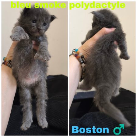 Image de la portée de chaton de l'élévage La Chatterie Les Coons Boréals