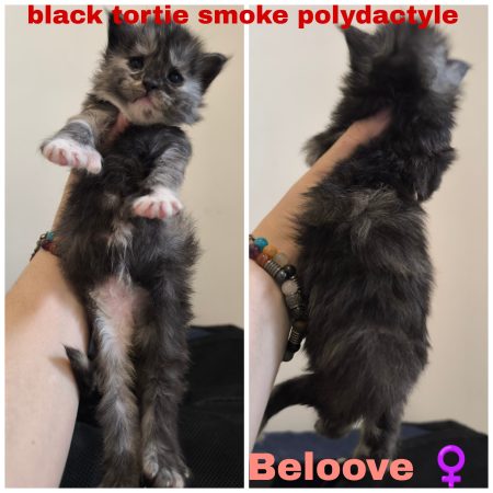 Image de la portée de chaton de l'élévage La Chatterie Les Coons Boréals