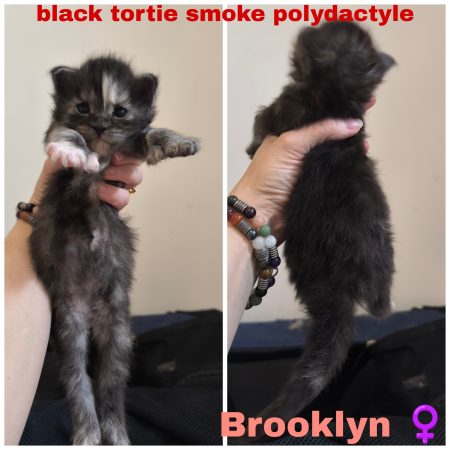 Image de la portée de chaton de l'élévage La Chatterie Les Coons Boréals