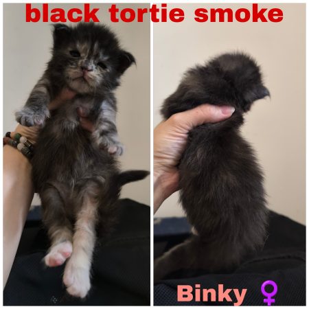 Image de la portée de chaton de l'élévage La Chatterie Les Coons Boréals