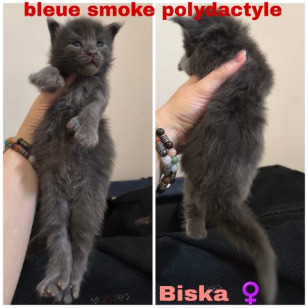 Image de la portée de chaton de l'élévage La Chatterie Les Coons Boréals
